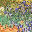 Kosatce, voln kopie Vincent van Gogh, 80 x 60 cm, olej na pltn, 2012
